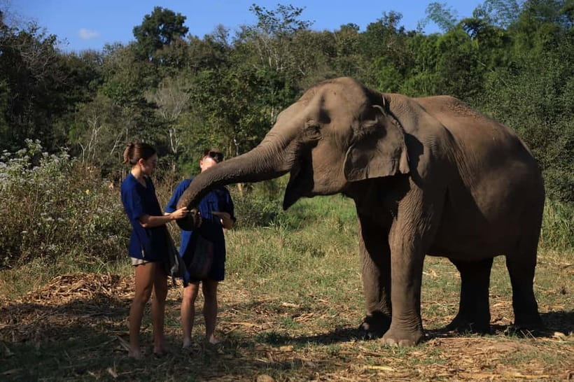 Chiang Mai: Doi Inthanon Hiking & Elephant Sanctuary Program - Doi Inthanon summit and the Twin Pagodas