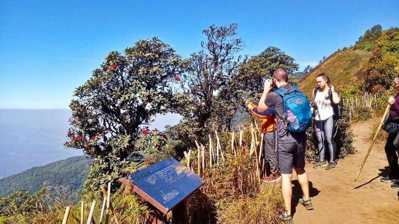 Chiang Mai:Doi Inthanon National Park & Hike at Kew Mae Pan - The Royal Pagodas and Their Quiet Gardens