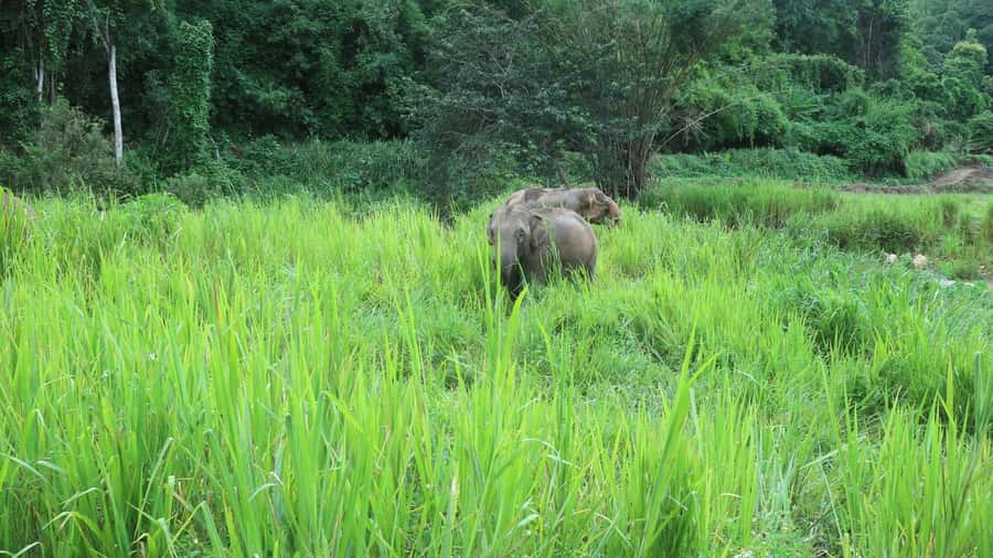 Chiang Mai: Doi Inthanon Park Hiking & Elephants Sanctuary - A respectful visit with rescued elephants