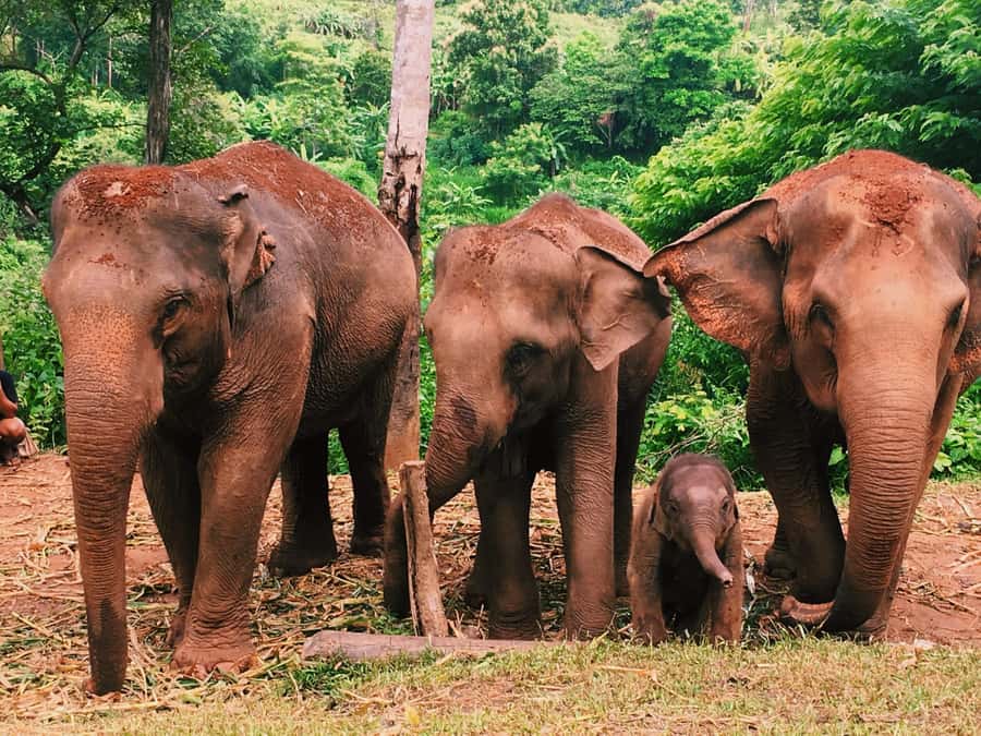 Chiang Mai: Doi Inthanon Park Hiking & Elephants Sanctuary - Coffee and village life at Baan Mae Klang Luang