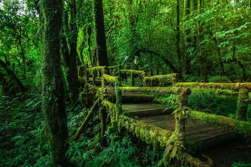 Chiang Mai: Doi Inthanon Park Tour & Kew Mae Pan Trail Hike - Kew Mae Pan: a real hike, not a casual walk
