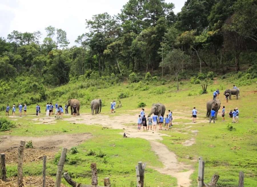 Chiang Mai Elephant Recovery Center, Doi Inthanon and Hiking - Meeting the rescued elephants
