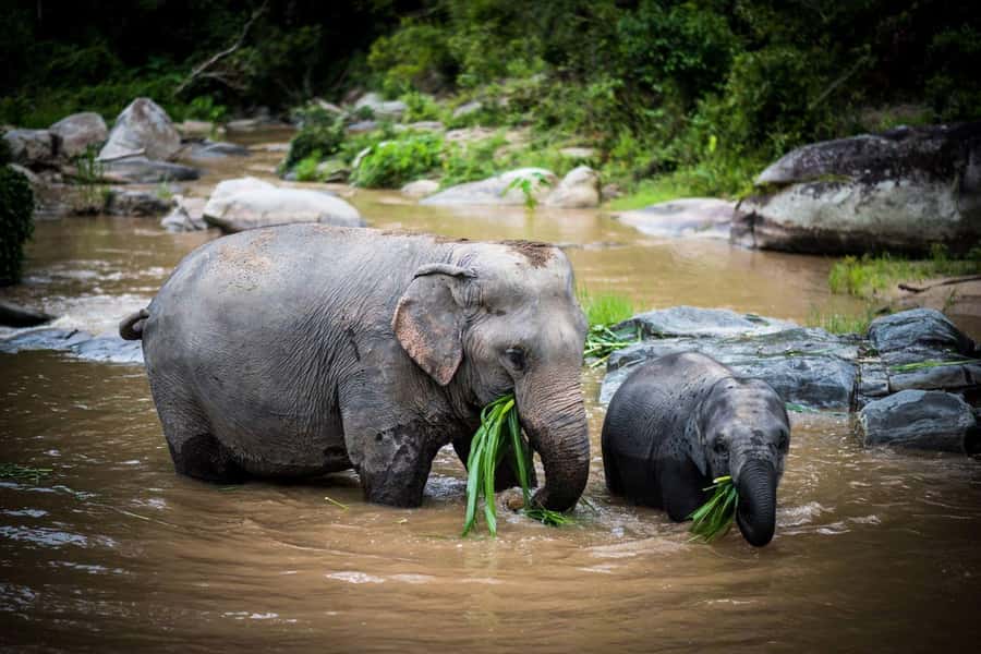 Chiang Mai Elephant Recovery Center, Doi Inthanon and Hiking - The early pickup from Chiang Mai