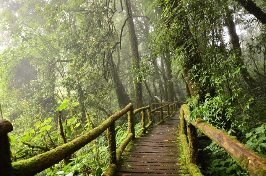 Chiang Mai: Pha Dok Siew Nature Trail & Doi Inthanon Trip - Why Pha Dok Siew makes this more than a summit photo