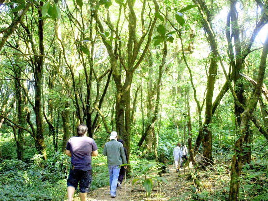 Chiang Mai: Pha Dok Siew Nature Trail & Doi Inthanon Trip - Hiking the Pha Dok Siew Nature Trail