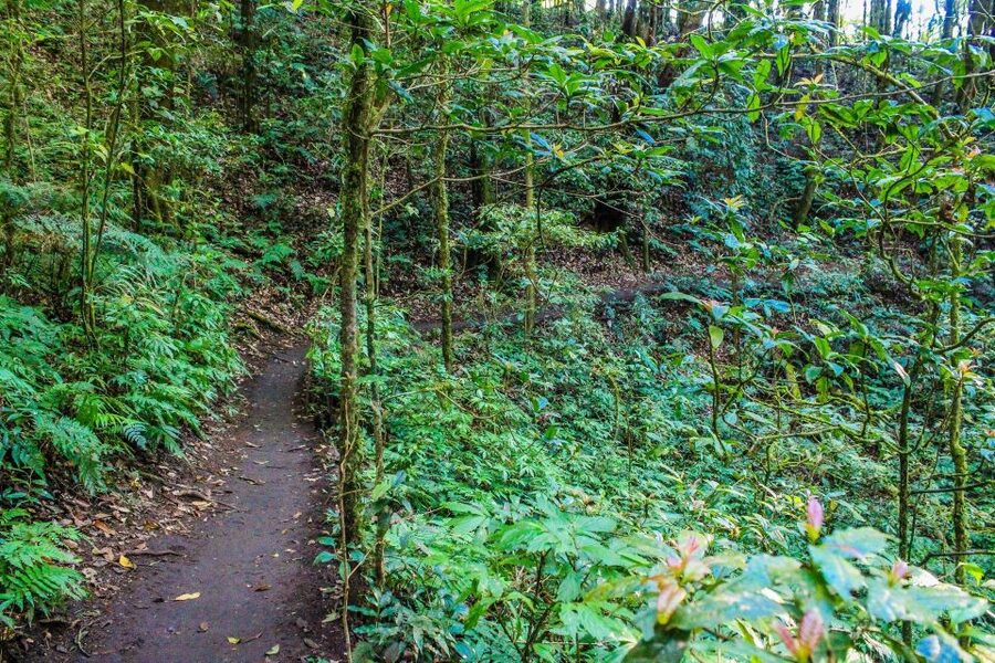 Chiang Mai: Pha Dok Siew Nature Trail & Doi Inthanon Trip - Forest knowledge, rice fields, and coffee country