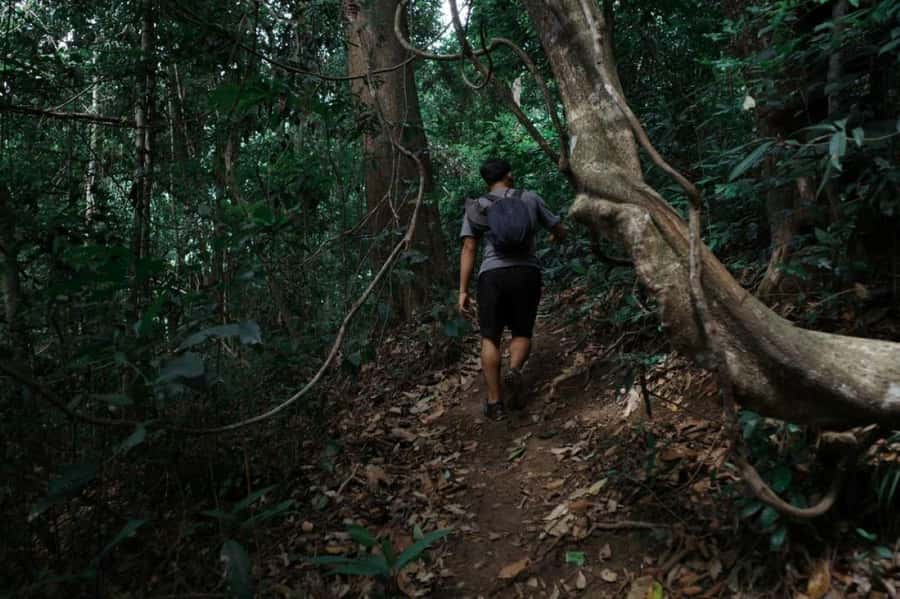 Chiangmai : Doi Pui Summit Hiking Experience - What the $70 price includes