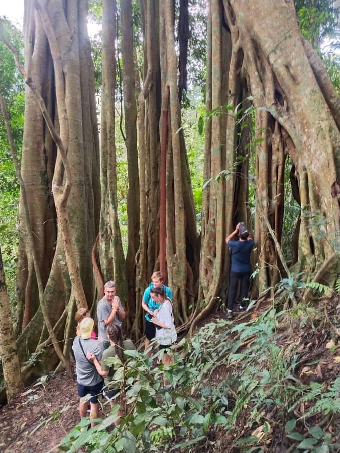 Chiangmai : Doi Pui Summit Hiking Experience - Lunch, coffee, and the final climb