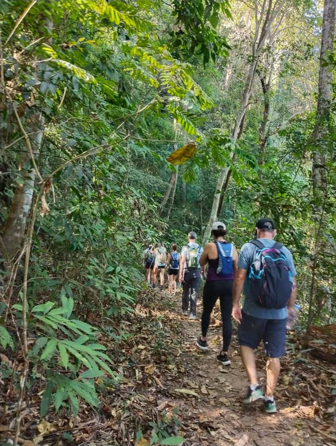 Chiangmai : Doi Pui Summit Hiking Experience - Walking the Mindfulness Trail to Wat Pha Lat