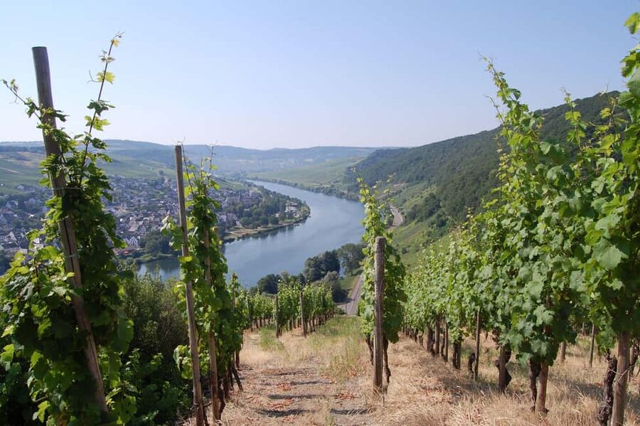 Cochem, Moselle: Wine experience hike with boat trip - From Bruttig to the family winery