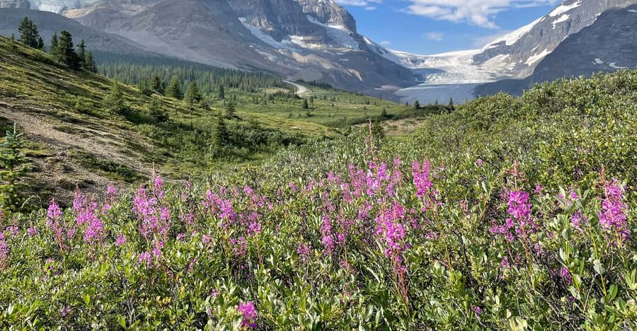 Columbia Icefield: Guided Glacier Hike - What you learn on the ice