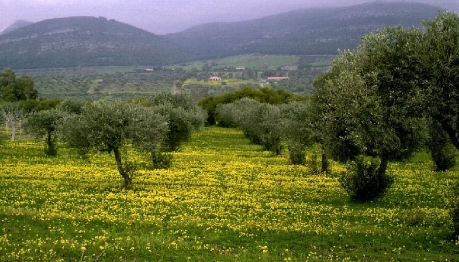 Corfu: Hiking in Olive Groves,Village,Sunset,with Swim Stop - The Limni swim stop