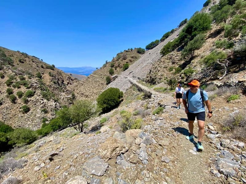 Crete: Kavousi Canyon Guided Hike & Beach Swim - The ancient olive tree of Kavousi