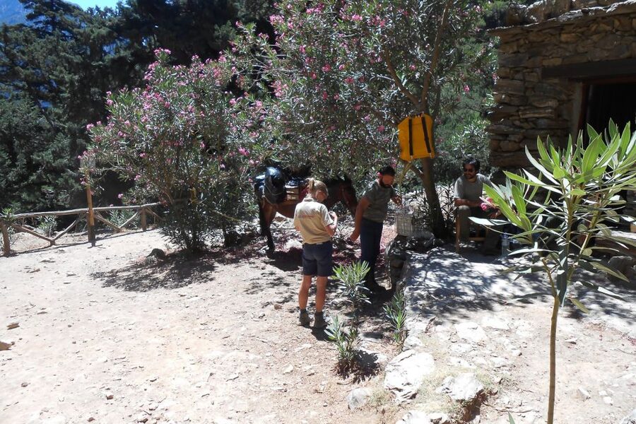Crete: Samaria Gorge Hiking with transfer and expert Escort - Key points before you book