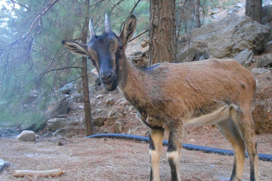 Crete: Samaria Gorge Hiking with transfer and expert Escort - Is $47 a good value?