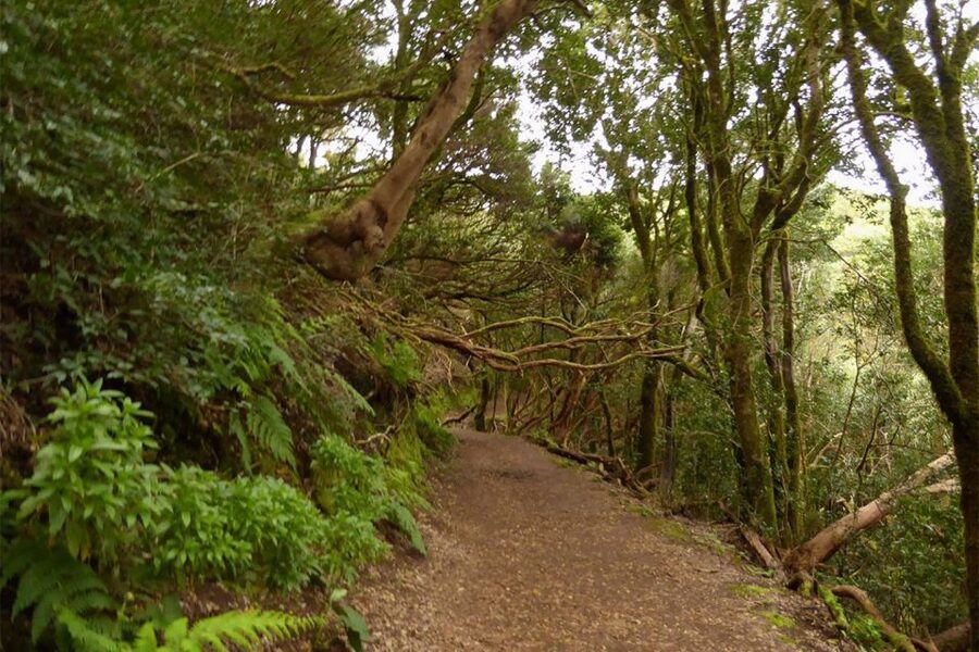 Cruz del Carmen: Hiking in Anaga with Local Food Products - Views from the gorges and northeast coast