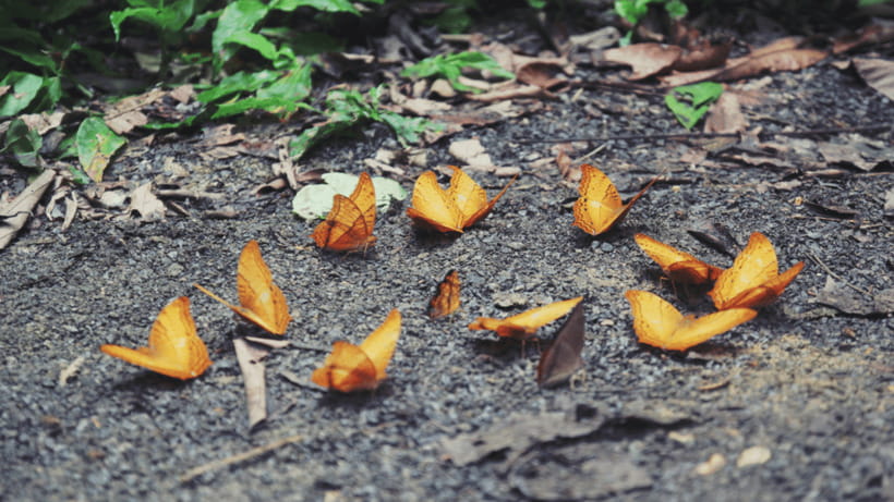 Cuc Phuong National Park Hiking Tour - The easy walk beside Mac Lake