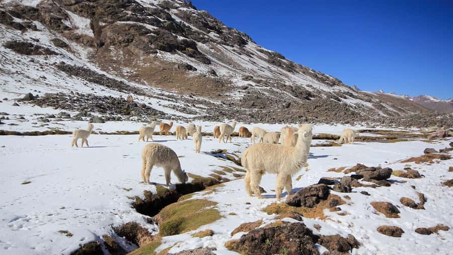 Cusco: Seven Lagoons of Ausangate Hiking Day Trip with Lunch - Why Ausangate’s seven lagoons are worth the early alarm