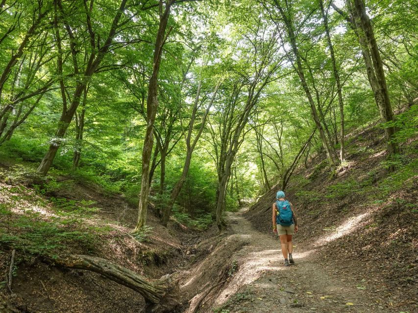 Danube Bend Hiking and Kayaking Adventure - Walking through the old beech forest