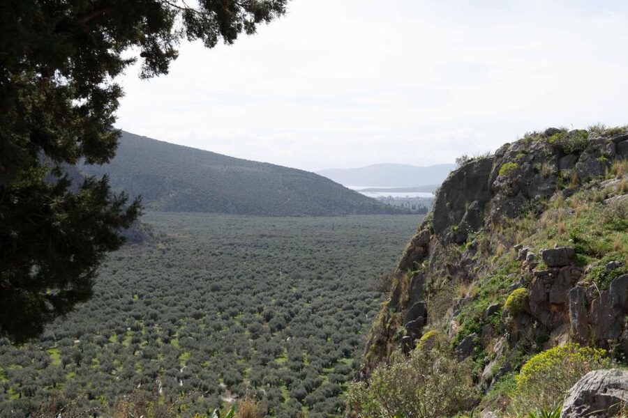 Delphi: Easy Hike on Ancient Path through the Olive Groves - Through the olive groves toward Chriso