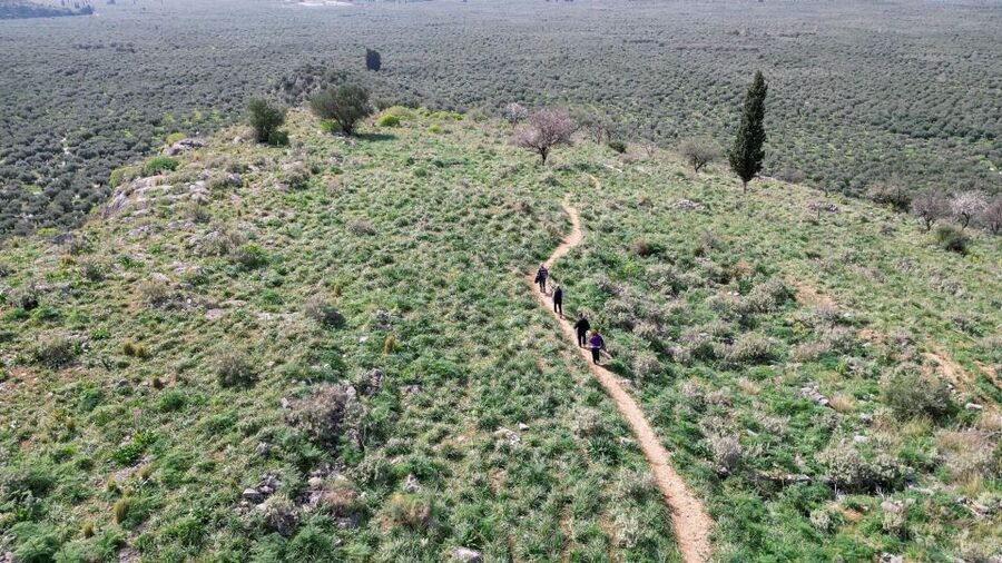 Delphi: Easy Hike on Ancient Path through the Olive Groves - What to bring and where to meet