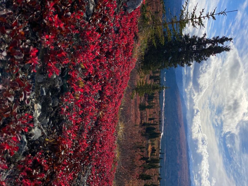 Denali: 5-Hour Guided Wilderness Hiking Tour - A Denali hike built around the climb