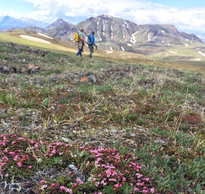 Denali: 5-Hour Guided Wilderness Hiking Tour - From hotel pickup to the trailhead