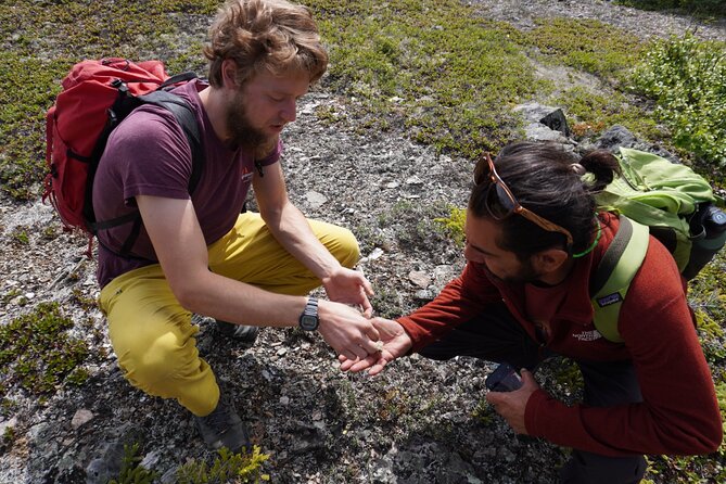 Denali Off-Trail Hiking Adventure (4 Hours) w/Expert Naturalist - The walk’s real level of difficulty