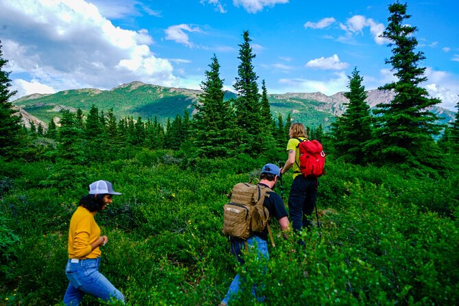 Denali Off-Trail Hiking Adventure (4 Hours) w/Expert Naturalist - Learning to read berries, lichen, and moose trails