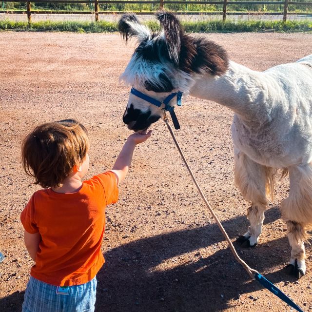 Denver: Llama Hike in the Rocky Mountains - Why a llama makes the Rocky Mountains more fun