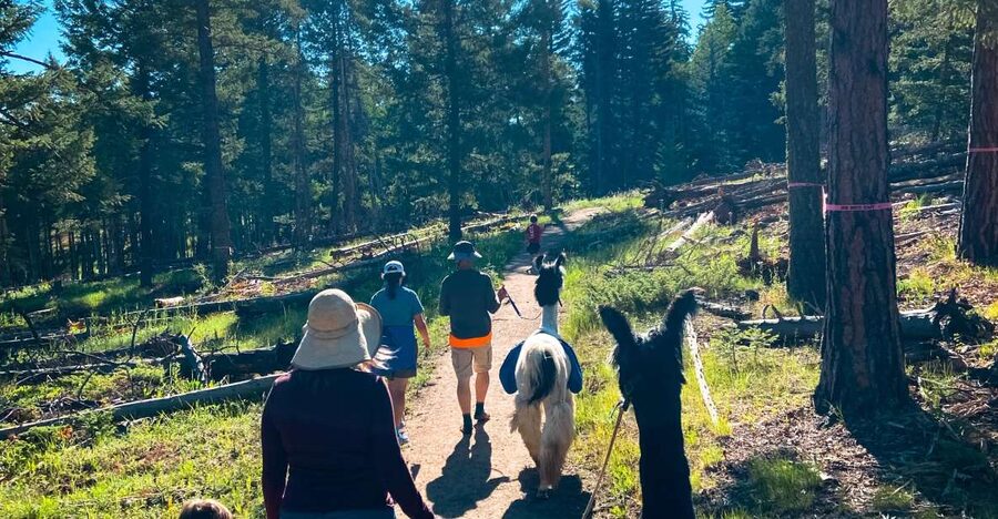 Denver: Llama Hike in the Rocky Mountains - Meeting Elvis and Tribby at Flying J Ranch Park