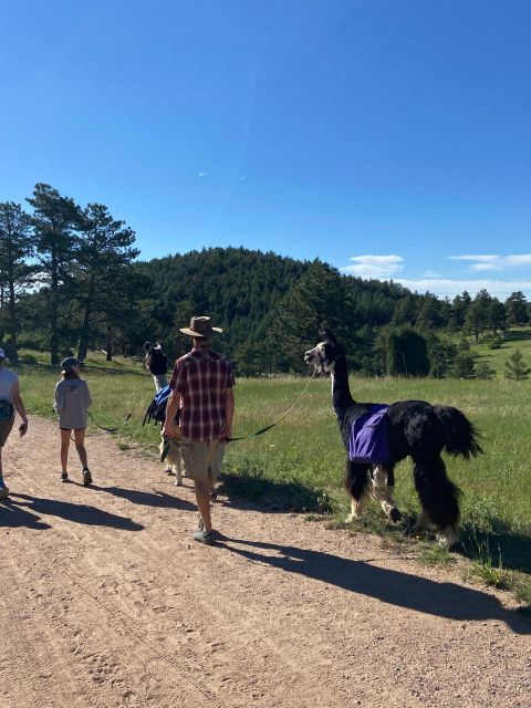 Denver: Llama Hike in the Rocky Mountains - A private outing for two to four people