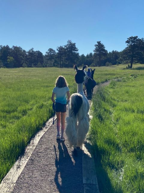 Denver: Llama Hike in the Rocky Mountains - Why beginners and families may like it