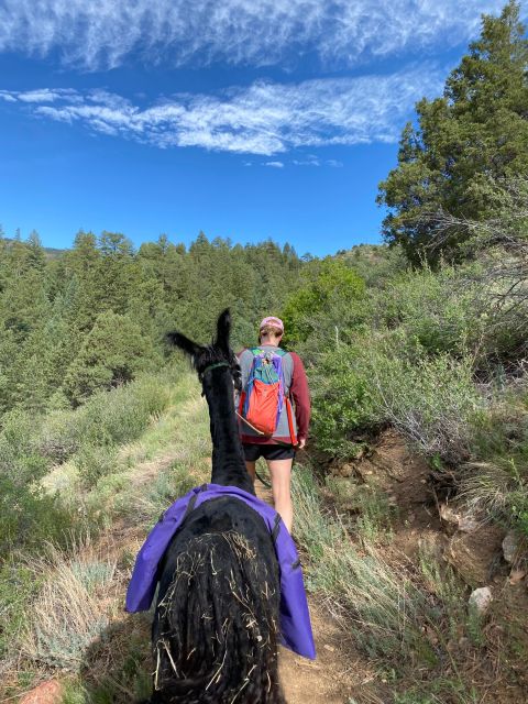 Denver: Llama Hike in the Rocky Mountains - Altitude, weather, and the practical limits