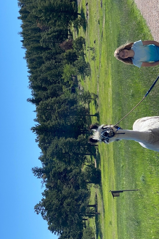 Denver: Llama Hike in the Rocky Mountains - Pine forest, open meadows, and a steady mountain pace
