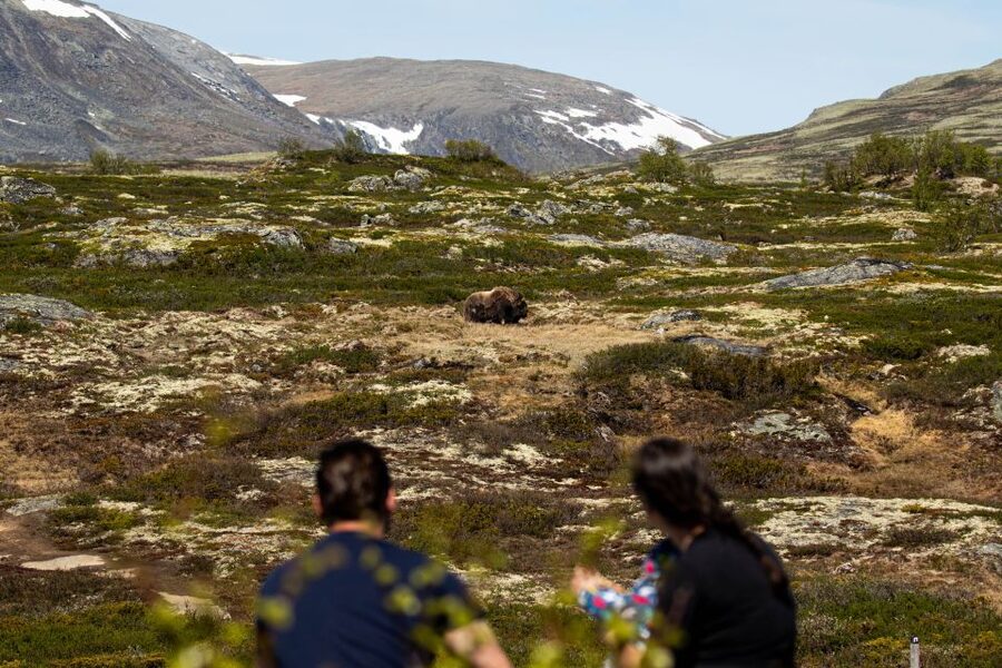 Dovrefjell National Park: Hiking Tour and Musk Ox Safari - Hiking through Dovrefjell National Park