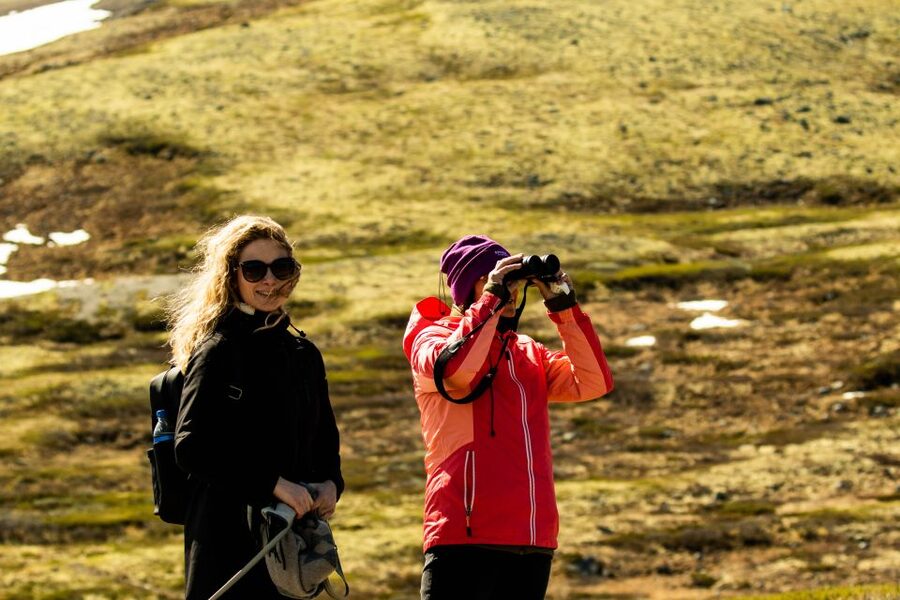 Dovrefjell National Park: Hiking Tour and Musk Ox Safari - Guides, group size, and the feel of the day