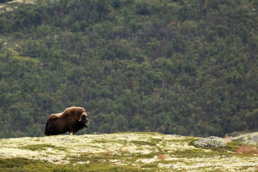 Dovrefjell National Park: Hiking Tour and Musk Ox Safari - What the $64 price really covers