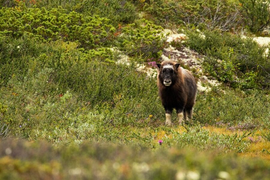 Dovrefjell National Park: Hiking Tour and Musk Ox Safari - The return to Hjerkinn