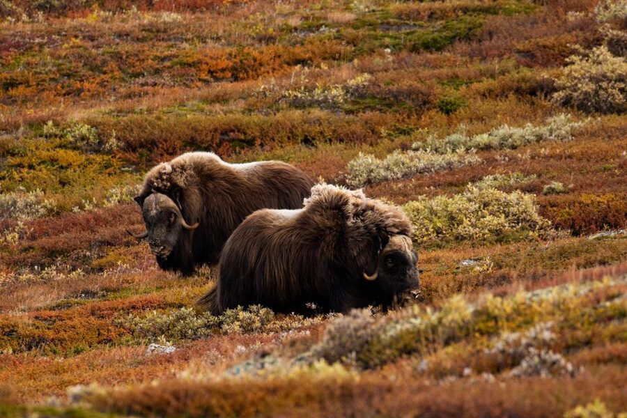 Dovrefjell National Park: Hiking Tour and Musk Ox Safari - Who should book this safari