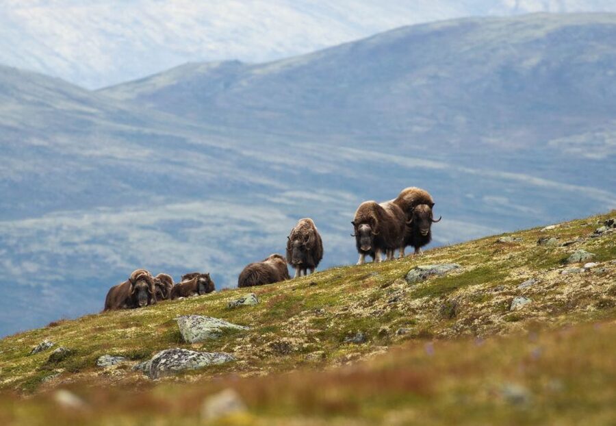 Dovrefjell National Park: Hiking Tour and Musk Ox Safari - Meeting at Hjerkinn at 09:45