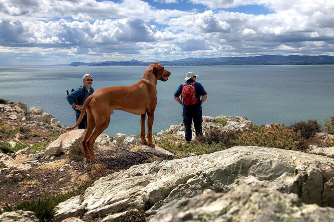 Dublin Coastal Hike with Howth Adventures - Meeting at Howth Market and finding the harbor seals