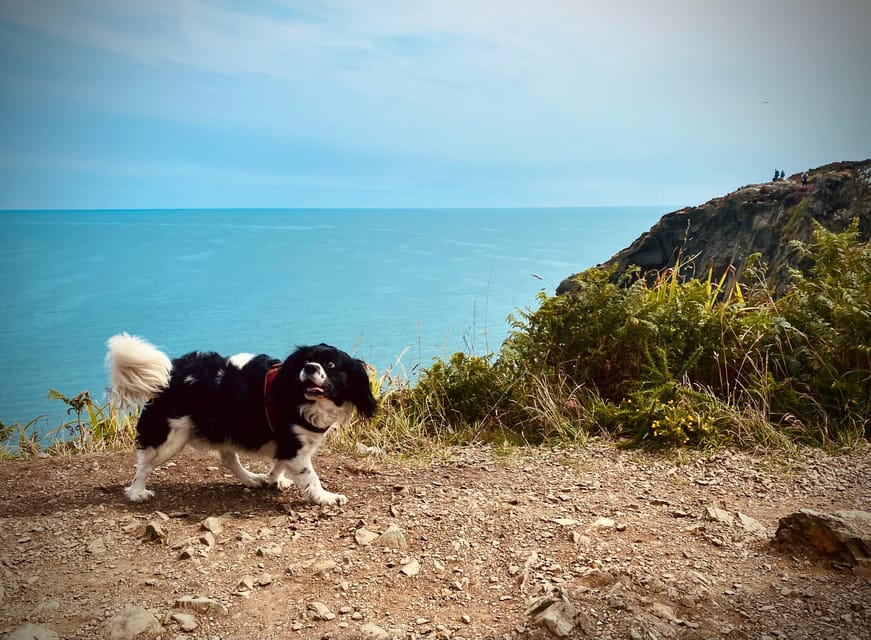 Dublin: Dublin Coastal Hike and Pints & Puppies - Should you book Dublin Coastal Hike and Pints & Puppies?