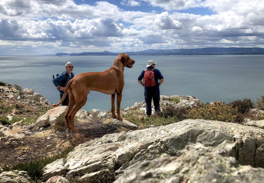 Dublin: Howth Coastal Hiking Tour - Starting at Howth Market beside the DART