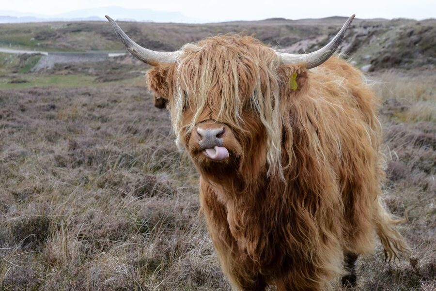 Edinburgh: Hill & Nature Hike With a Local - On the trail: moorland, lochs, and open Scottish views