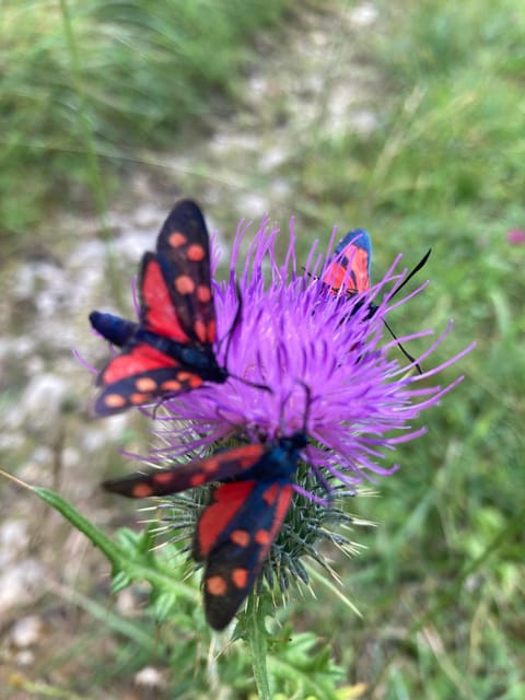 Ehrwald: Hiking Tour into breath taking Nature - Why the small-group format matters