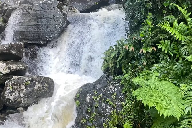 El Yunque Rainforest Hike with Transport from San Juan - Mt. Britton Lookout Tower is the day’s high point