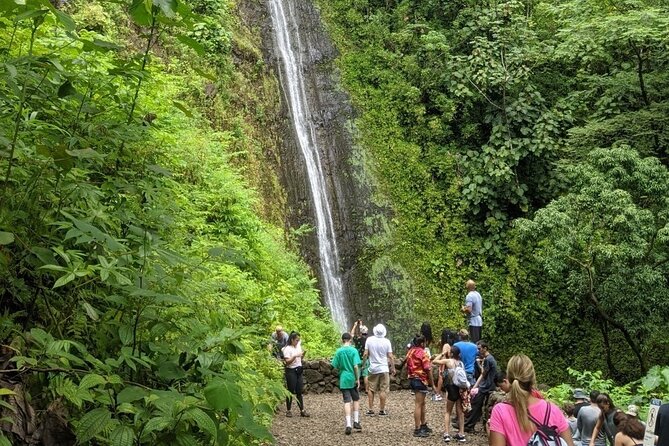 Electric Bike Ride & Manoa Falls Hike Tour - Timing, weather, and what to bring