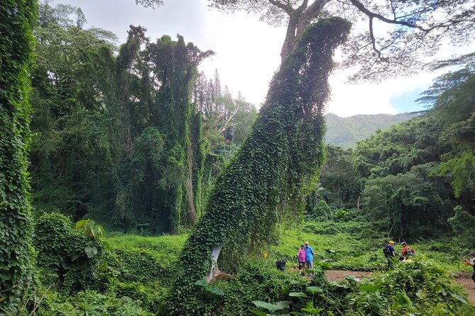 Electric Bike Ride & Manoa Falls Hike Tour - Riding through Honolulu with a local guide
