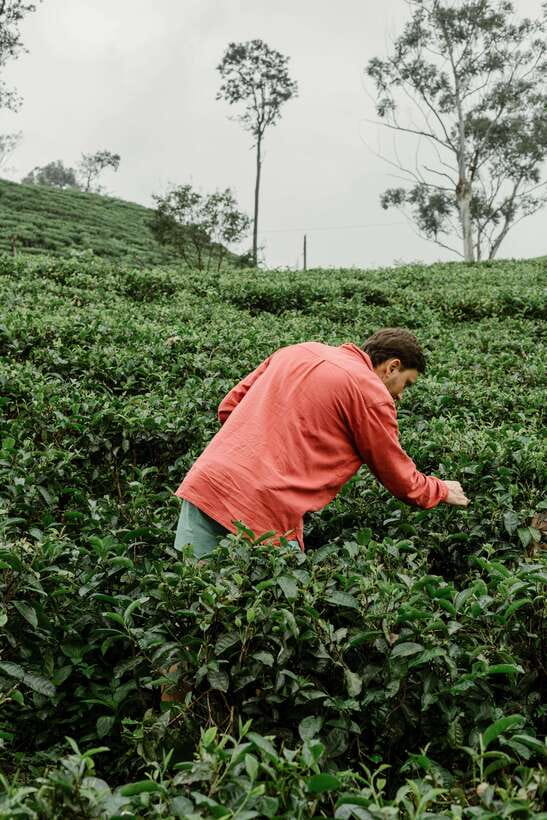 Ella Day Trip: with Little Adam's Peak Hike From Colombo - Ravana Falls adds a short burst of nature